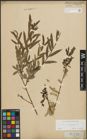 Foto von Salix purpurea L.